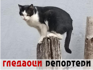 Гледаоци репортери 11. јул 2024.