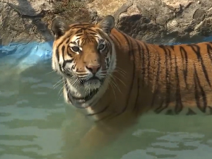 Како се расхлађују становници јагодинског зоо врта