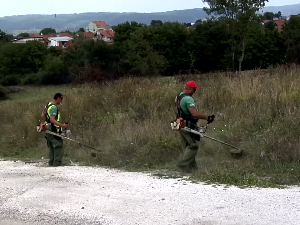  Како се заштитити од амброзије која је ове године поранила