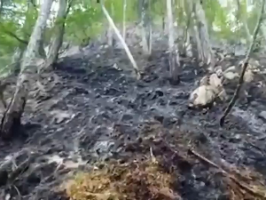 Брзом акцијом ватрогасаца локализован пожар на Тари