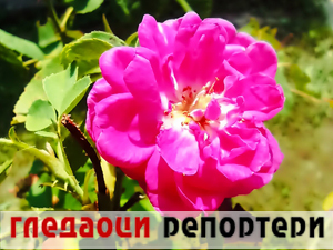 Гледаоци репортери 24. јул 2024.