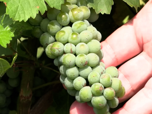 Како ће високе температуре утицати на почетак бербе грожђа у јужном Банату? 