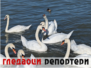 Гледаоци репортери 29. јул 2024.