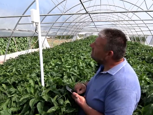 Крушевац: Како расте паприка у дигитализованом пластенику