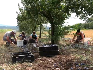 Блаце: Нове шљиве стижу за бербу, а у сушарма још има залиха