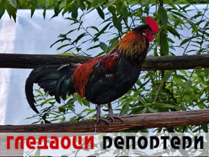 Гледаоци репортери 8. јул 2024.