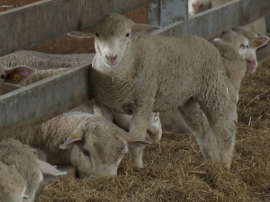 Мачва: За седам година три пута више оваца у домаћинству Илића