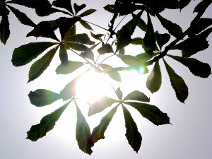 Шта саветују лекари старијим суграђанима када су тропске температуре