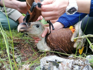 Еко перспективе: Прстеновање белоглавог супа
