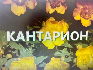 Еко минијатуре/лековито биље-Кантарион