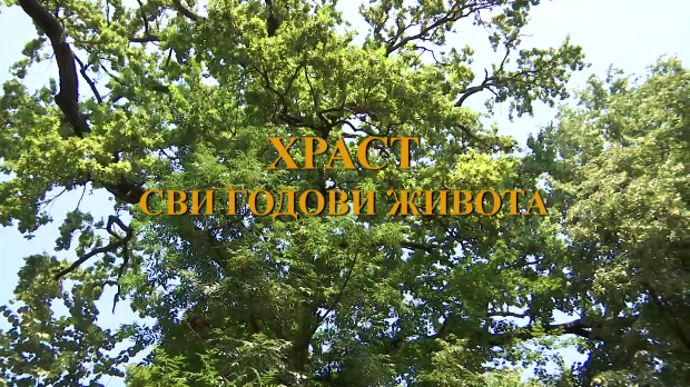 Траг: Храст – сви годови живота