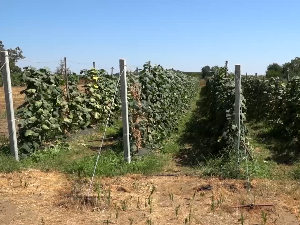 Зашто је исплативије узгајати корнишоне него уљарице и житарице