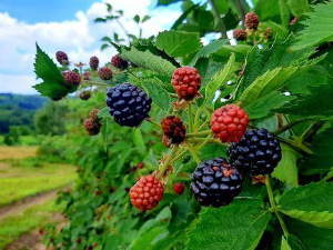 Знање имање-18.8.2024.