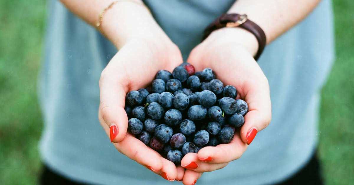 Боровница, "плаво злато" домаће пољопривреде – висока цена, али и строги услови производње