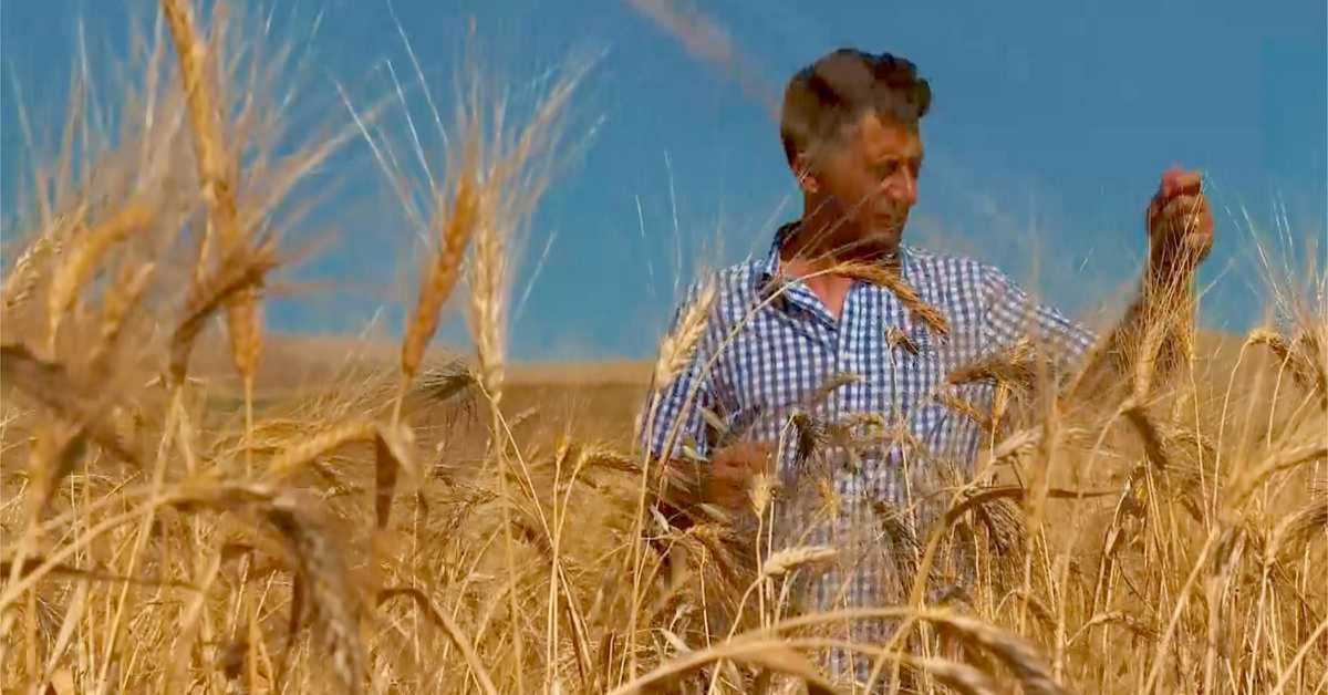Глутен, државни непријатељ Глутен, државни непријатељ