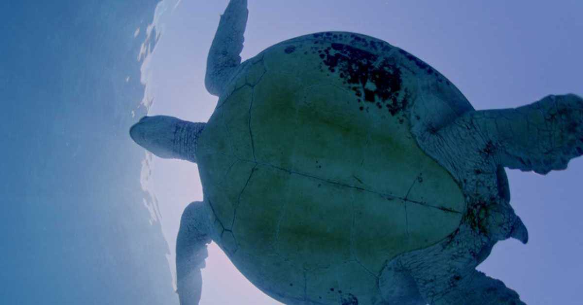 Чувари Великог коралног гребена: Морски џинови, 3-3 Чувари Великог коралног гребена: Морски џинови, 3-3