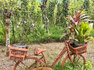 Еко минијатуре/ биљке као зачин-Паприка