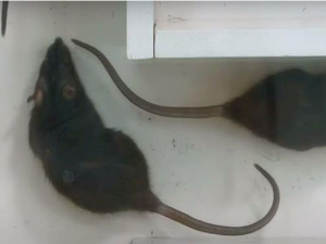 Еко минијатуре: Зоофобија - Мусофобија