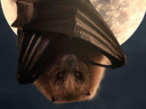 Еко минијатуре: Зоофобија