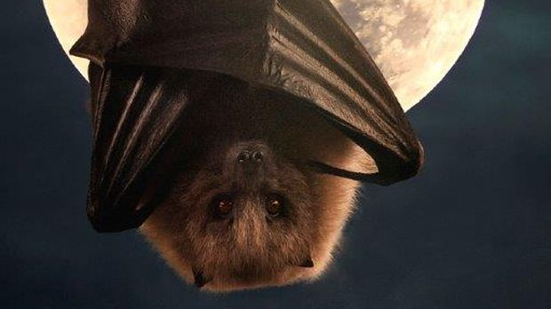 Еко минијатуре: Зоофобија