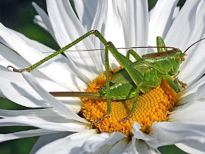 Еко минијатуре: Зоофобија