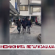Незаконита легализација