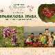 Уприродисе: Вранилова трава