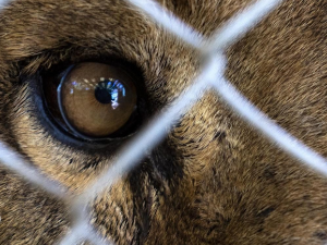 Лавови, тигрови, медведи ... из зоо врта у Аргентини на сигурном