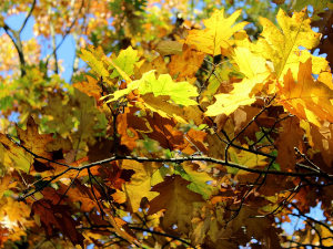 Топлије са сунчаним интервалима, највиша дневна температура до 14 степени