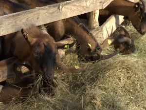 Козе с именом и душом - породица Раковић из села Бранешци спаја традицију и љубав 
