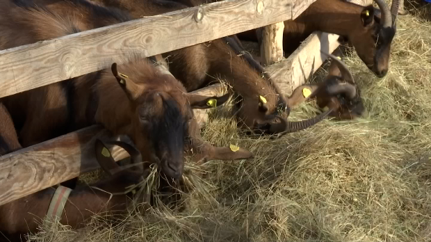 Козе с именом и душом - породица Раковић из села Бранешци спаја традицију и љубав 
