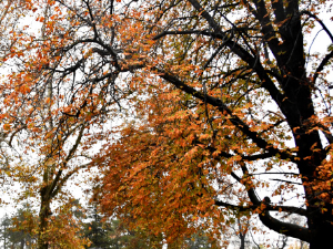 Јутро облачно без кише, током дана сунчано са температуром до 18 степени