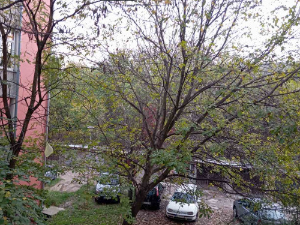 Јутарњи приземни мраз и маглу замениће сунце, температура до 17 степени