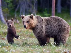 Еколошки магазин