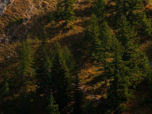 Полиција на КиМ привела четири ловца из централне Србије