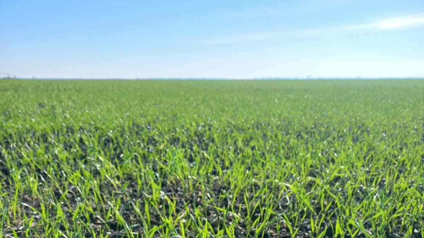 Зашто је сетва пшенице ове године толико каснила и какве су последице