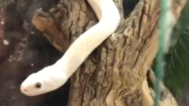 Еко минијатуре: Зоофобија