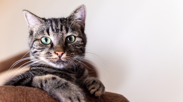 Да ли су наши кућни љубимци постали неуродивергентни? Научници имају занимљиву претпоставку