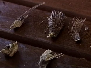 Наши шетачи: Расковник, свети грал међу биљкама, 2-5 