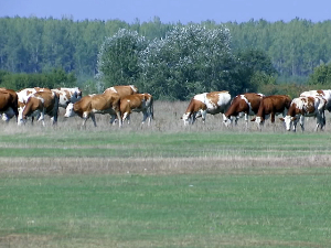 Нови модел коришћења пашњака