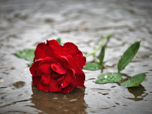 Винил – „Ветар ружу пољуљкује“, Едо Љубић и оркестар „Браћа Капуђи“