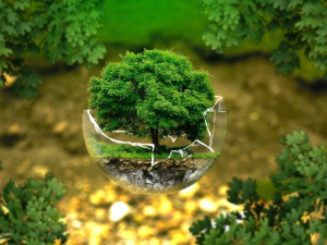 Зелени петак – одговор на прекомерну потрошњу током Црног петка