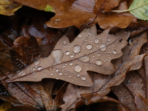 Кишовито и магловито јутро у Србији, највиша дневна температура 12 степени