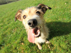 Студија открива да пси вероватно још носе вучју ДНК у свом геному