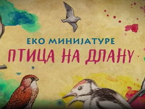 Еко минијатуре: Птица на длану - Гачац