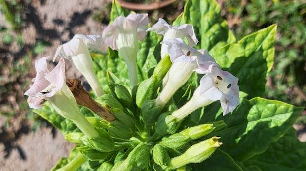 Путеви и историја дувана у Прилепу