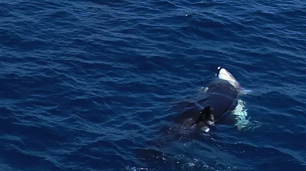 Орке примећене како примењују нову технику лова на беле ајкуле – обрћу их на леђа и једу им сочне јетре
