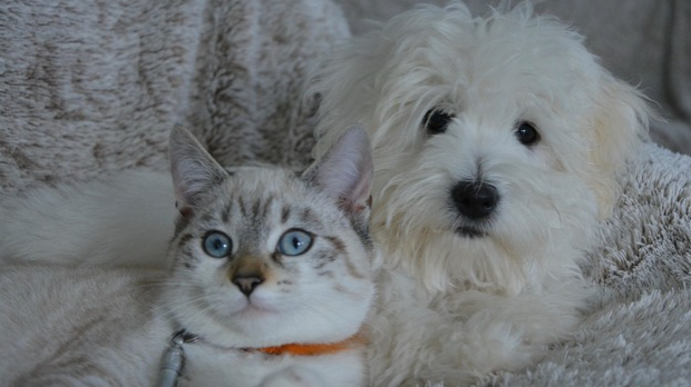 Поштована децо