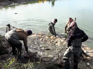 Понуда рибе у Панчеву