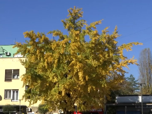 Гинко билоба, стабло раскошне крошње у центру Лознице